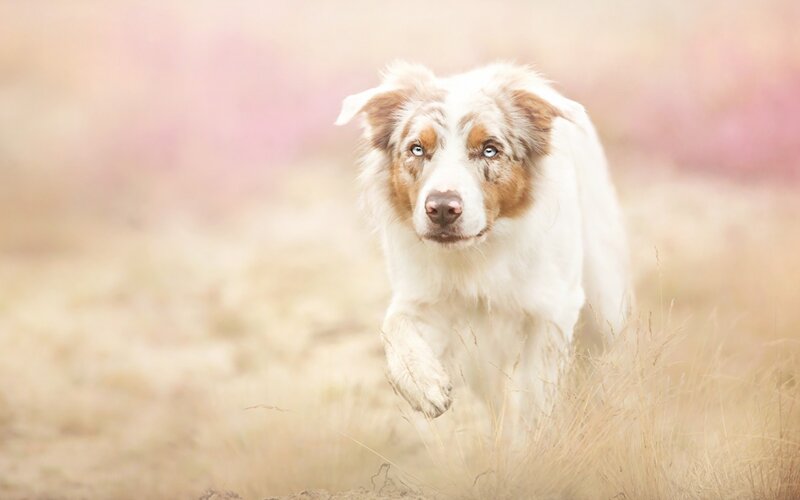 Australian Shepherd Dog — White, Calm, Spring