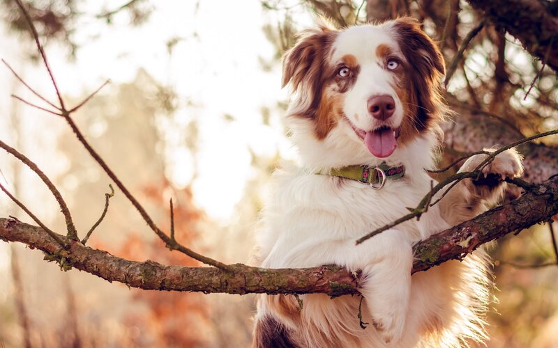 Australian Shepherd Dog — White, Calm, Sunset