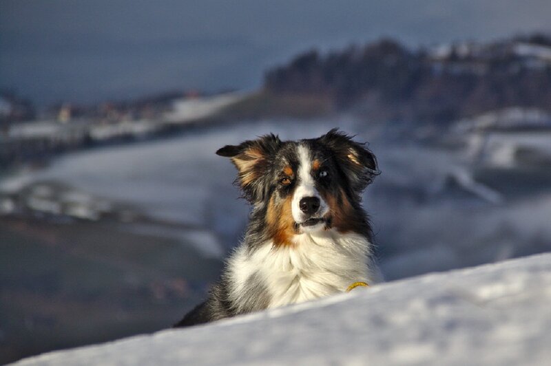 Australian Shepherd Dog — White, Calm