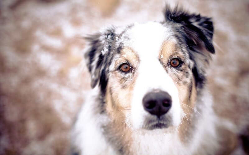 Australian Shepherd Dog — White, Calm, Winter
