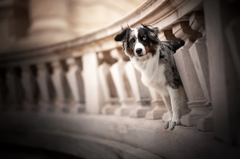 Australian Shepherd Dog — White, Dramatic