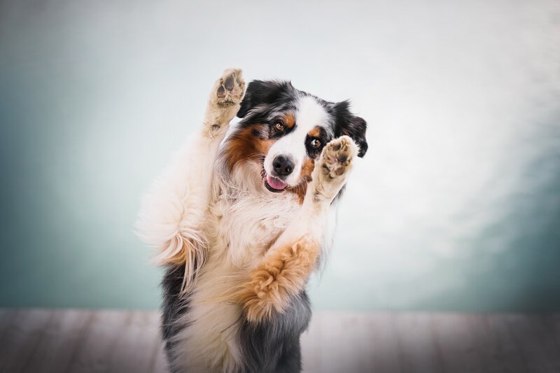 Australian Shepherd Dog — White, Playful, Photograph