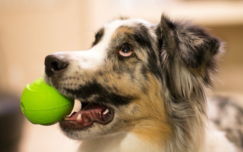 Australian Shepherd Dog — White, Playful