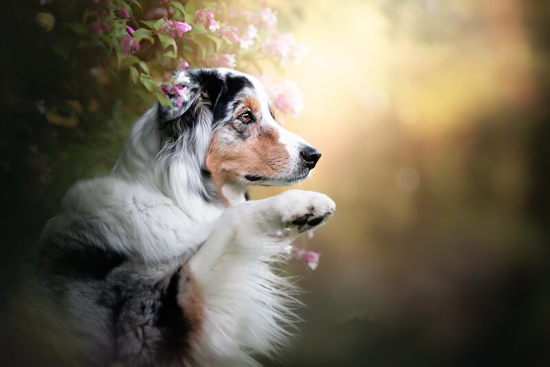 Australian Shepherd Dog — White, Serene, Spring