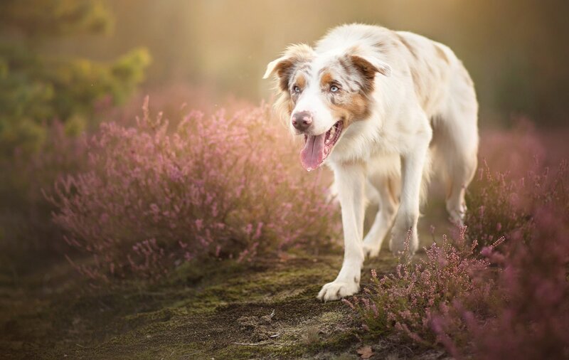 Australian Shepherd Dog — White, Serene
