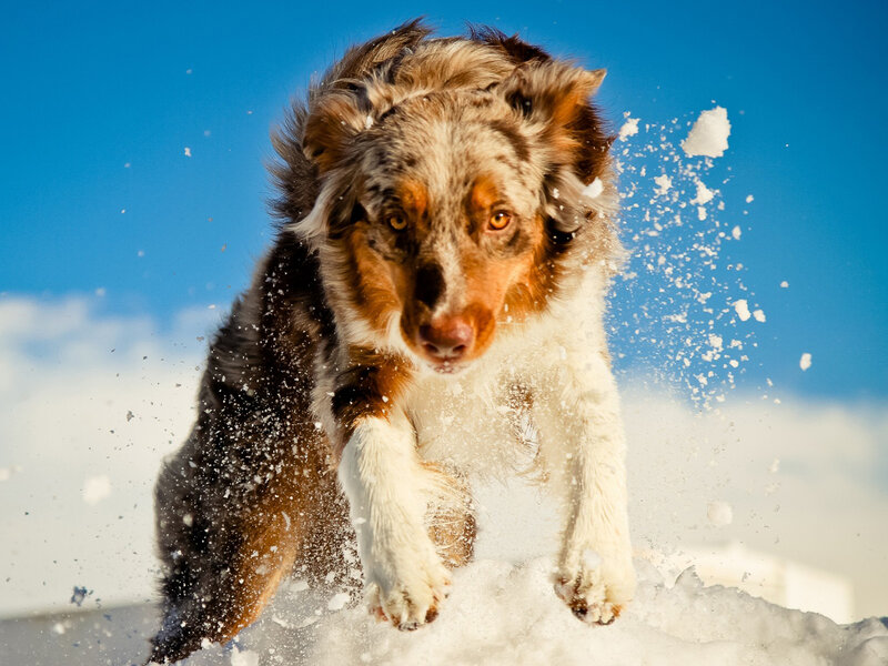 Australian Shepherd Dog — White