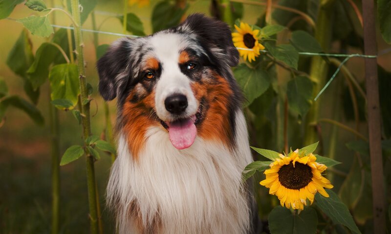 Australian Shepherd Dog — Yellow, Calm