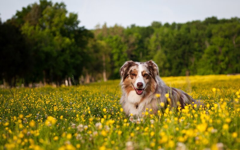 Australian Shepherd Dog — Yellow, Serene, Afternoon