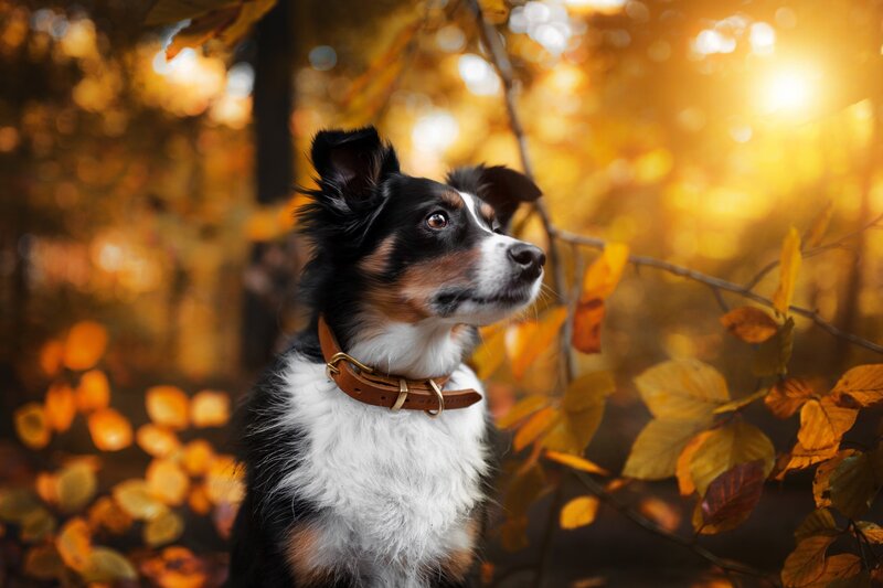 Australian Shepherd Dog — Yellow, Serene, Autumn, Photograph