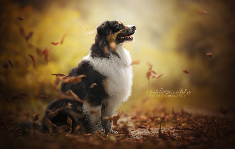Australian Shepherd Dog — Yellow, Serene, Autumn