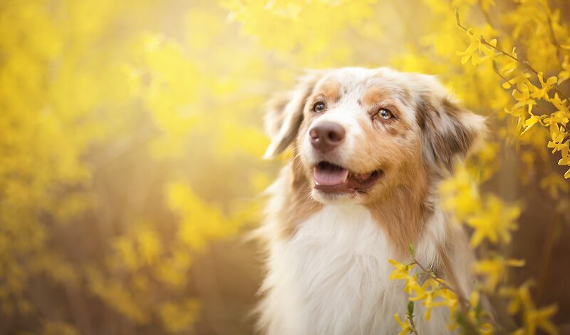 Australian Shepherd Dog — Yellow, Serene