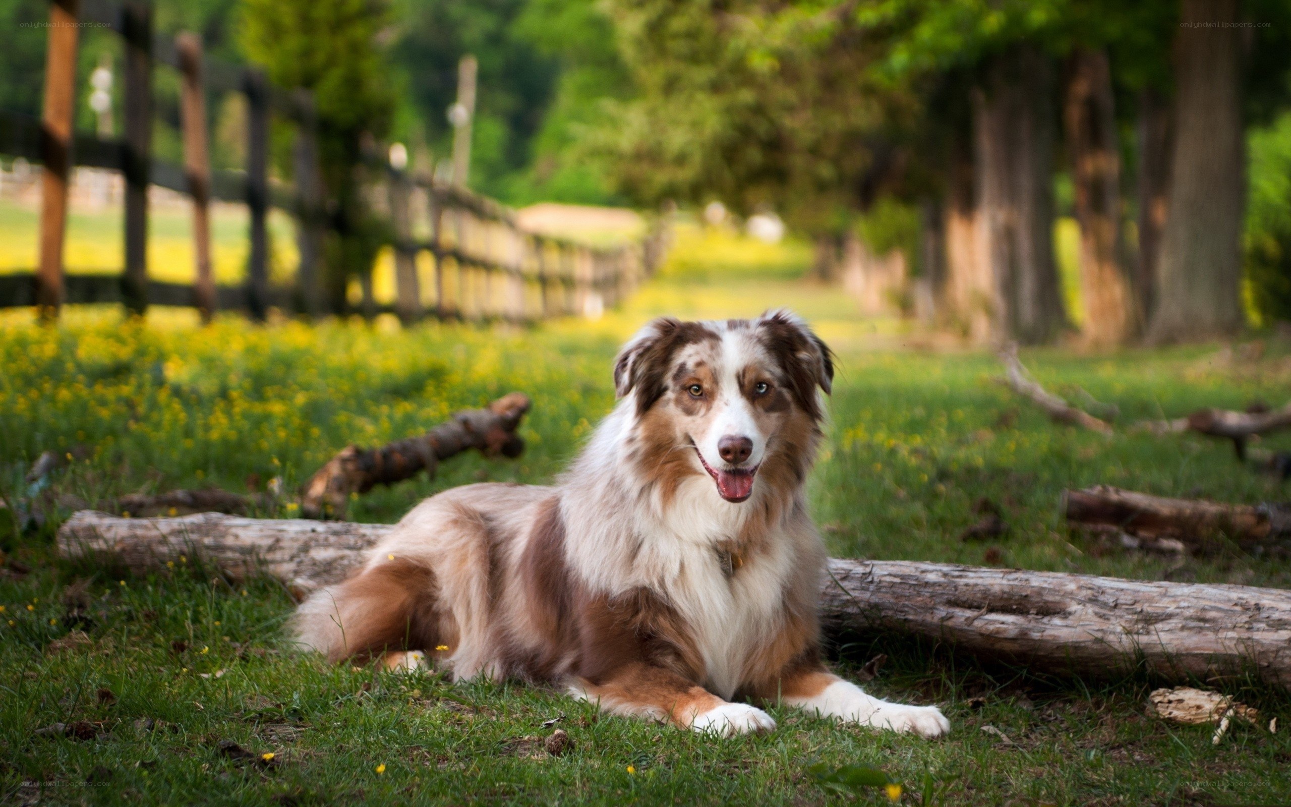 Australian Shepherd in a field