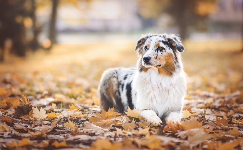 Australian Shepherd in Leaves