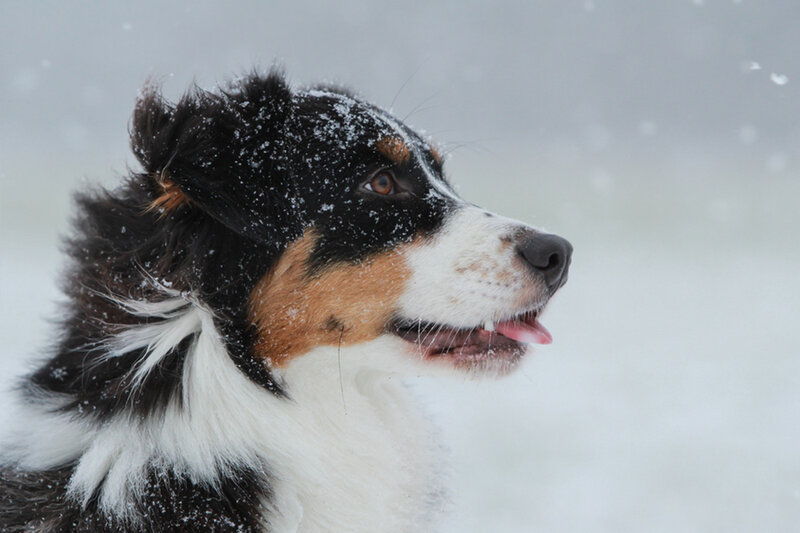 Australian Shepherd in Snow — Black