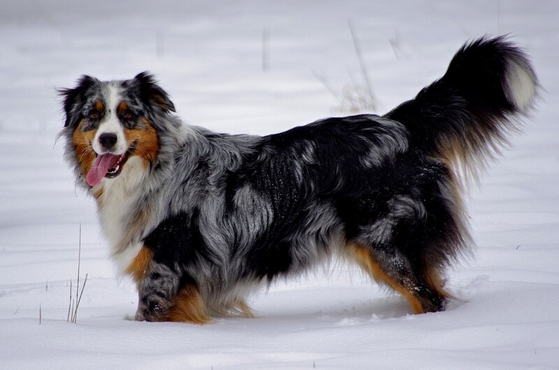 Australian Shepherd in snow