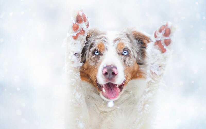 Australian Shepherd in Snow — White