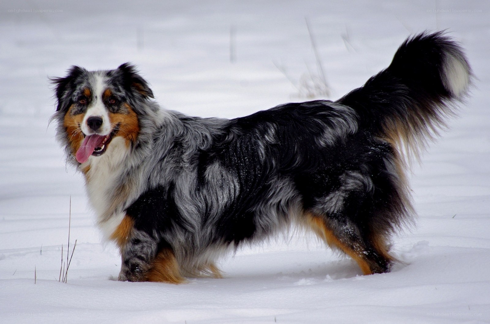 Australian Shepherd in snow