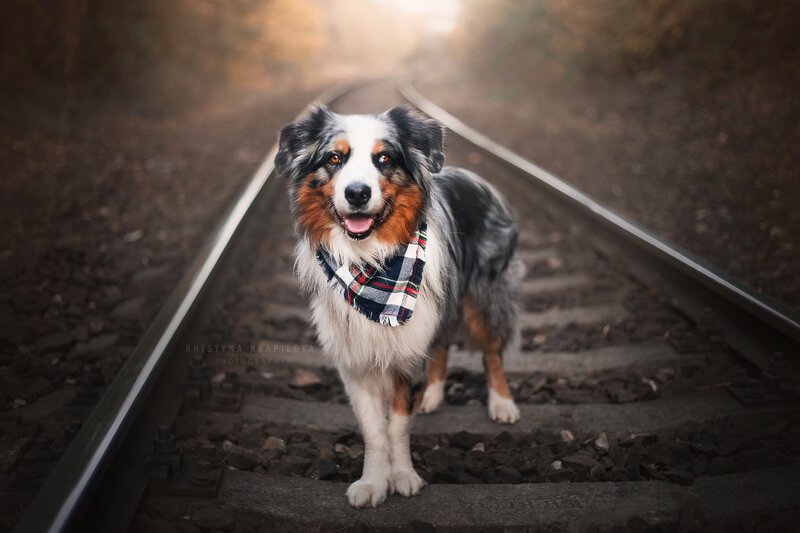 Australian Shepherd on Train Tracks