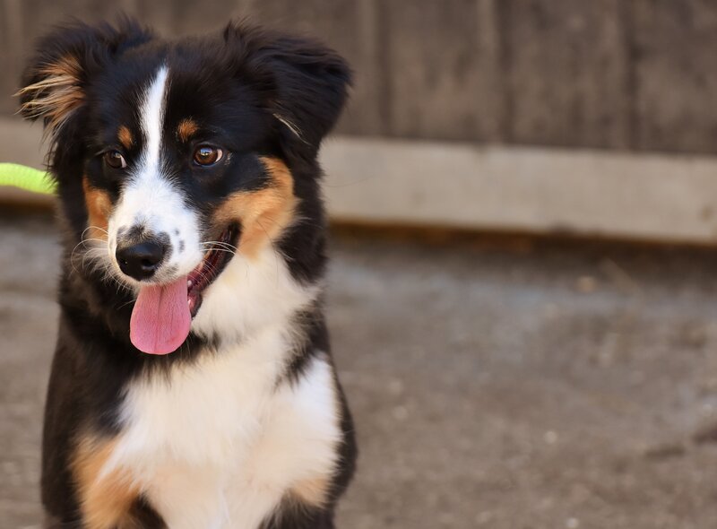 Australian Shepherd Puppy — Black, Calm
