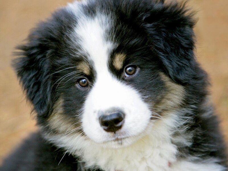 Australian Shepherd Puppy — Black