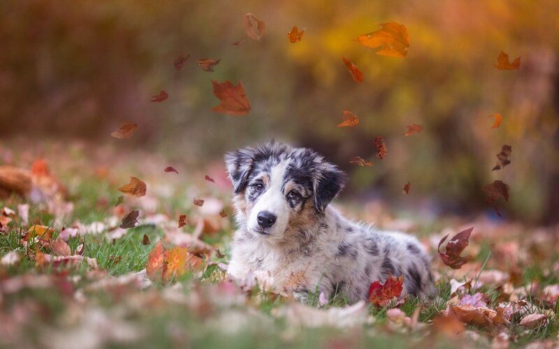 Australian Shepherd Puppy — Brown, Calm, Autumn
