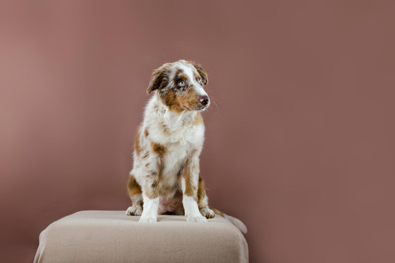 Australian Shepherd Puppy — Brown, Calm