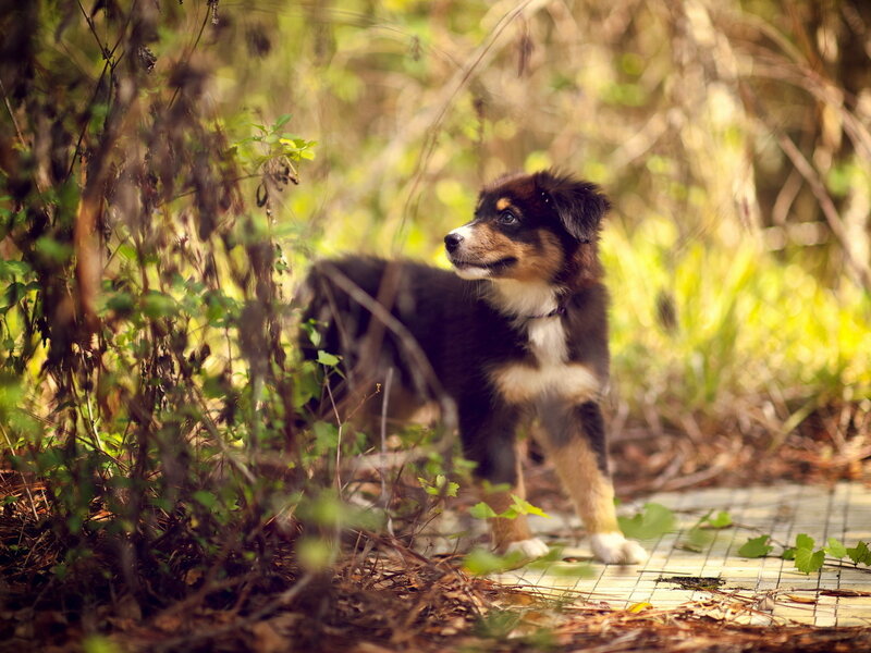 Australian Shepherd Puppy — Brown, Natural