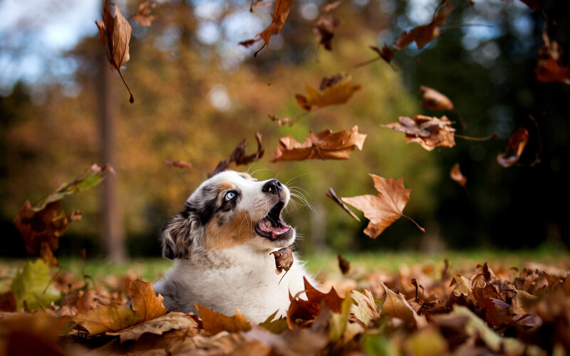 Australian Shepherd Puppy — Brown, Playful