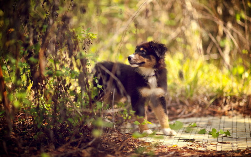 Australian Shepherd Puppy — Brown