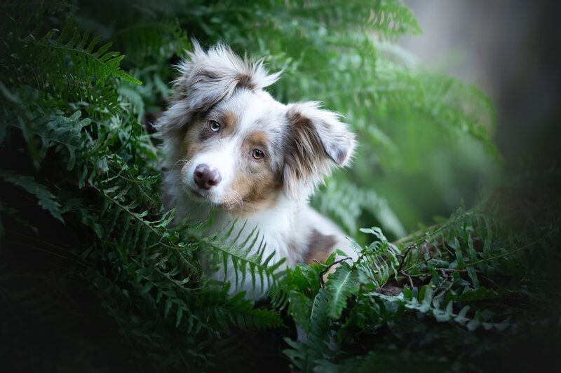 Australian Shepherd Puppy — Green, Calm