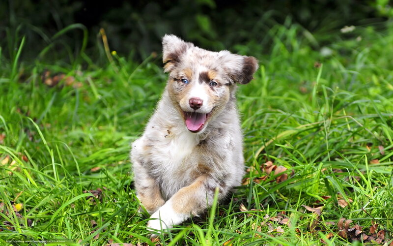 Australian Shepherd Puppy — Green