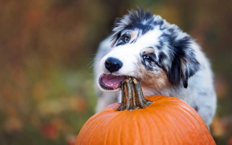 Australian Shepherd Puppy — Orange