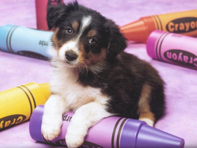 Australian Shepherd Puppy — Purple