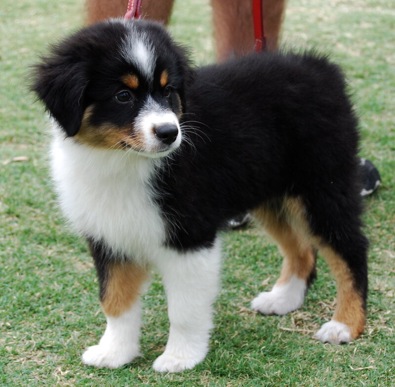 Australian Shepherd puppy