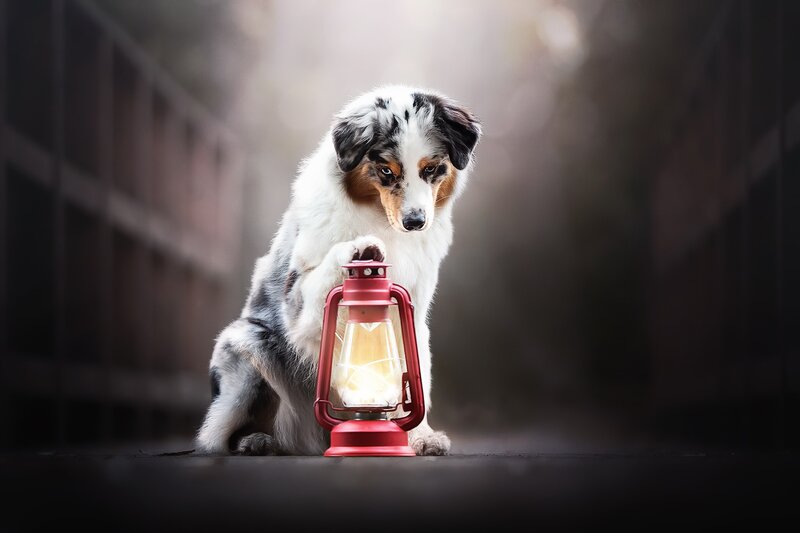 Australian Shepherd Puppy — White, Dramatic