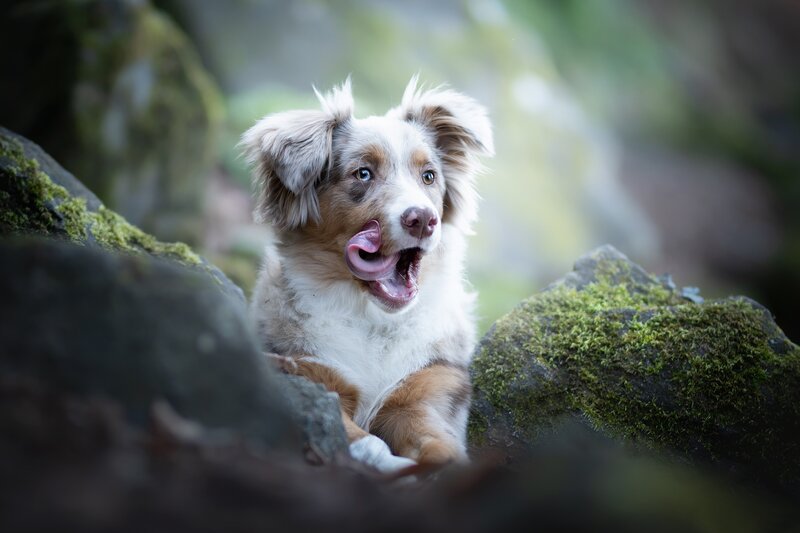 Australian Shepherd Puppy — White, Playful