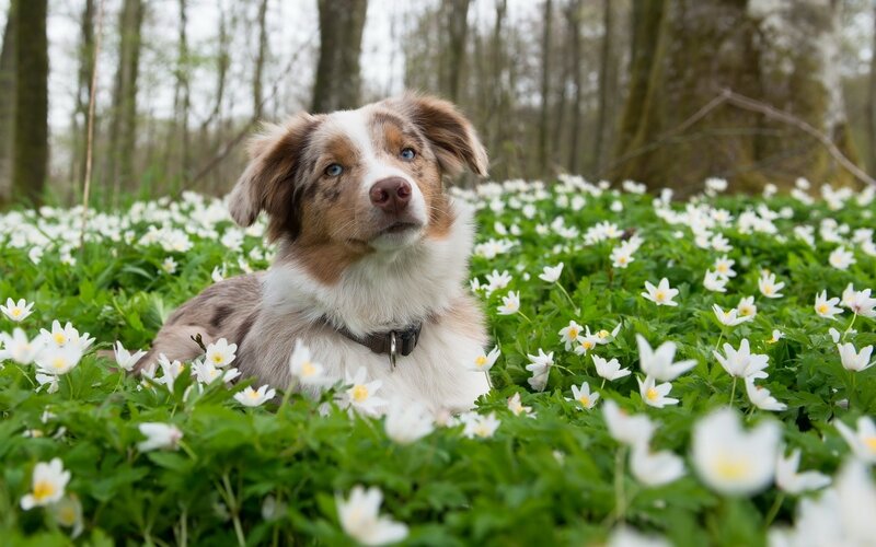 Australian Shepherd Puppy — White, Serene, Spring