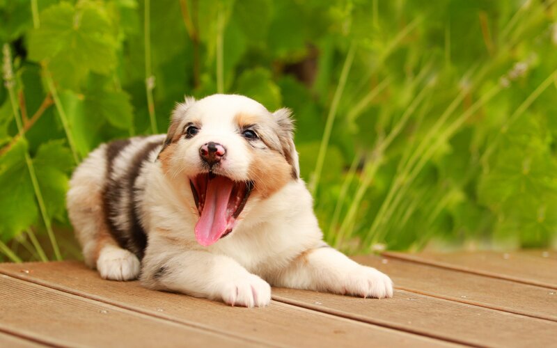 Australian Shepherd Puppy — White