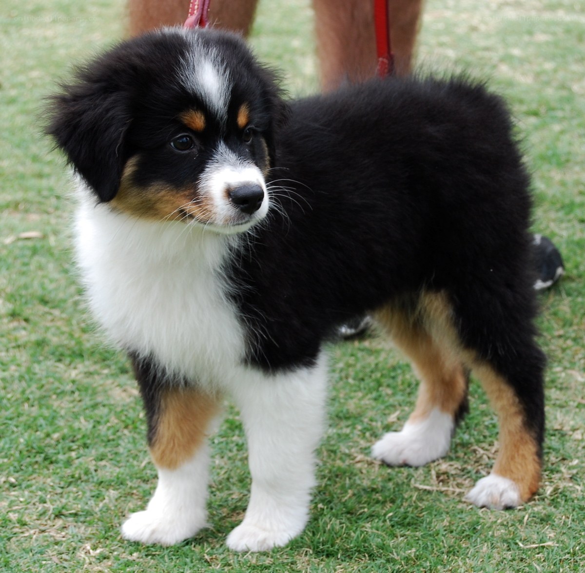 Australian Shepherd puppy