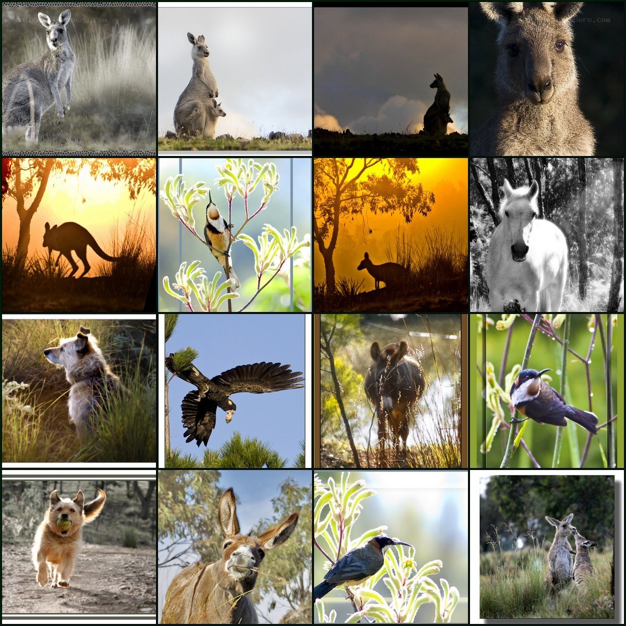 Australian wildlife collage