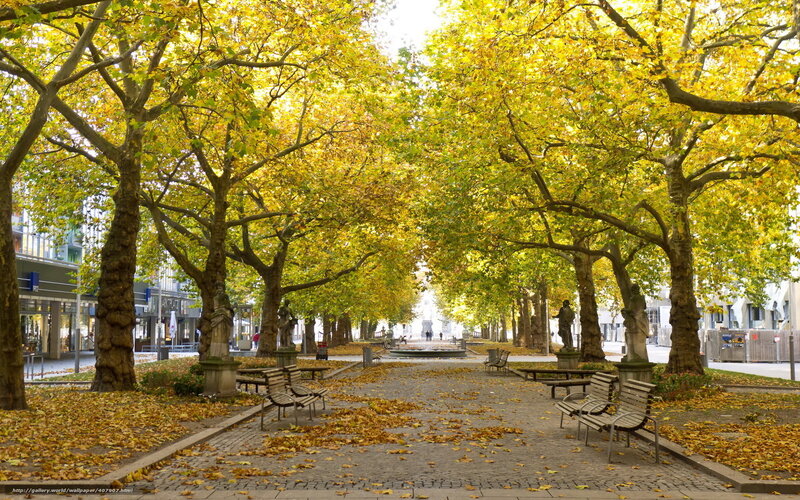 Autumn alley with golden trees