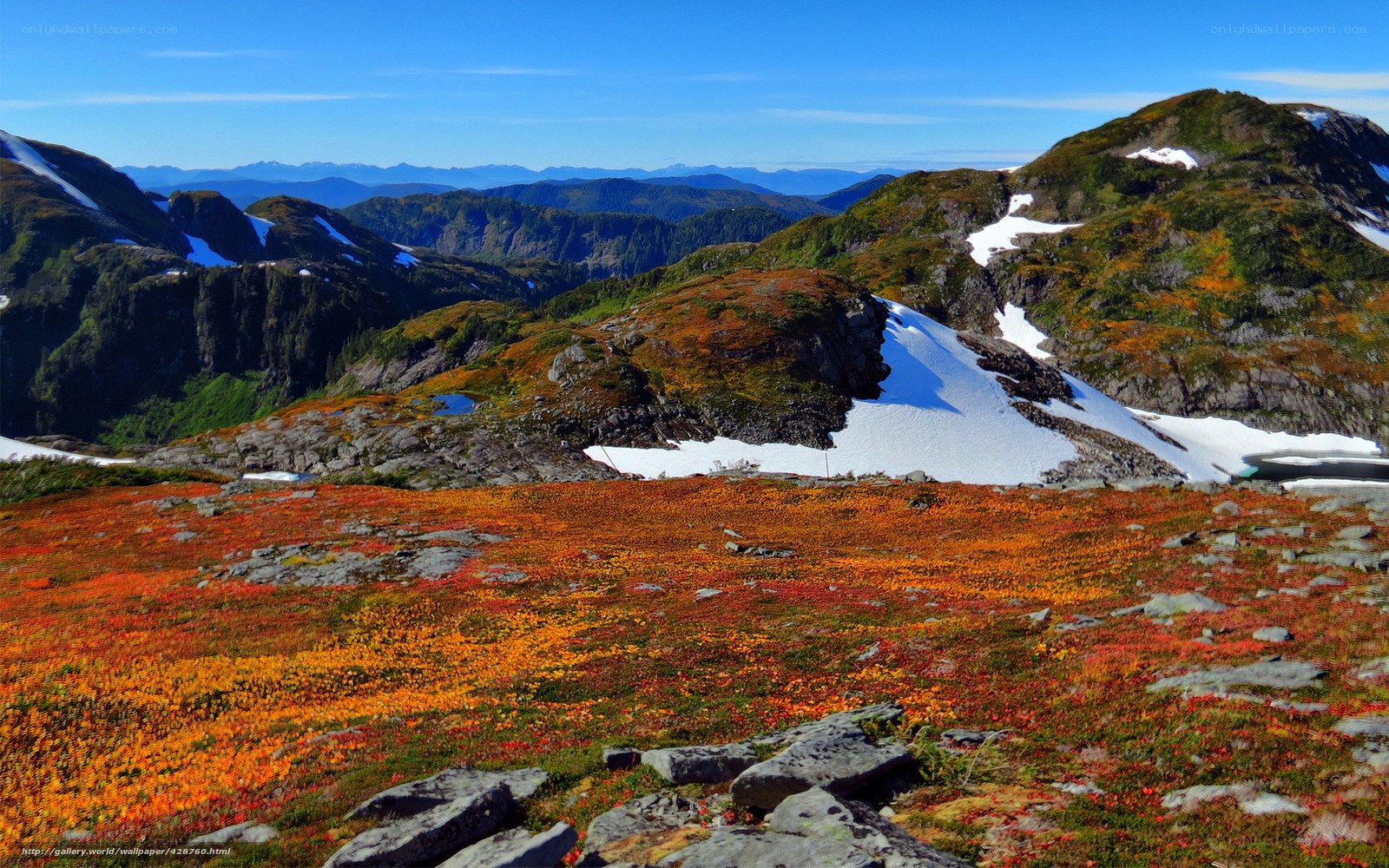 Autumn alpine meadow