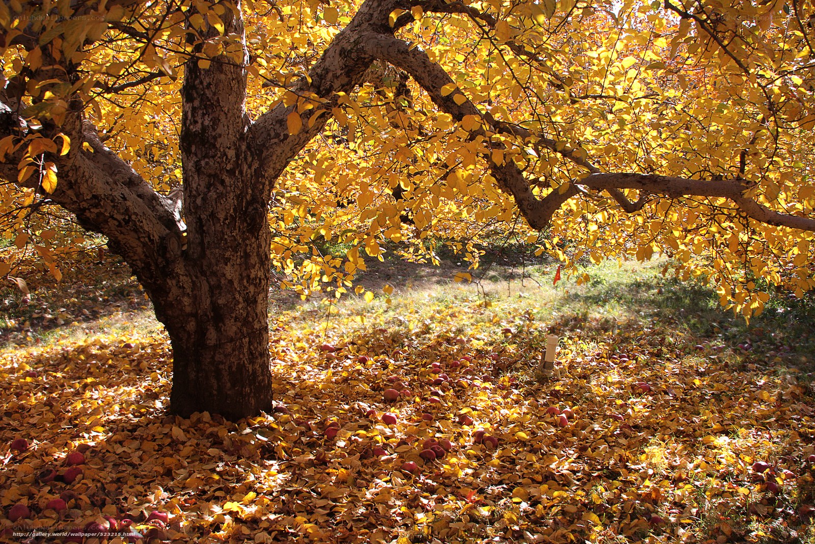 Autumn apple tree with fallen leaves