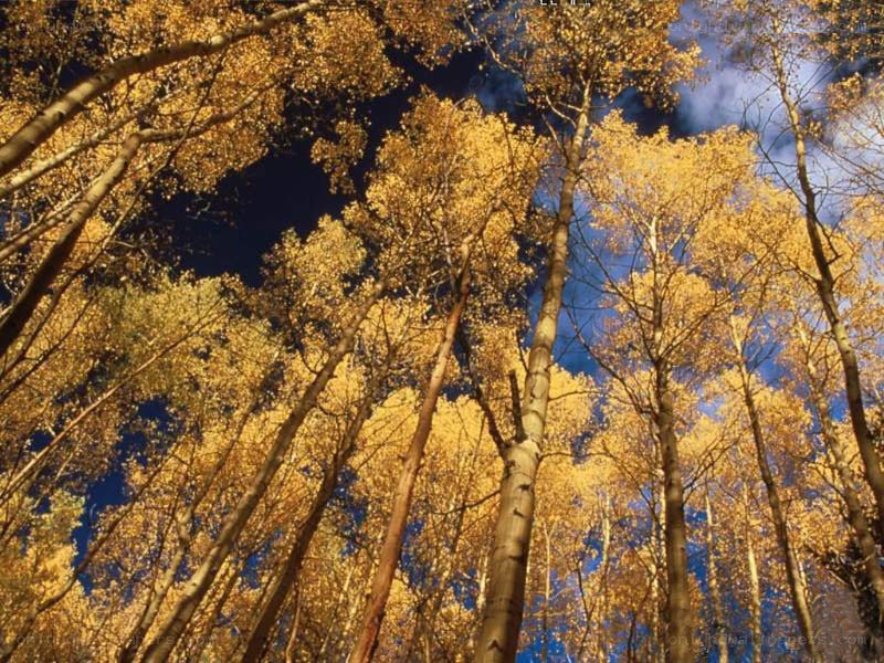 Autumn aspen forest