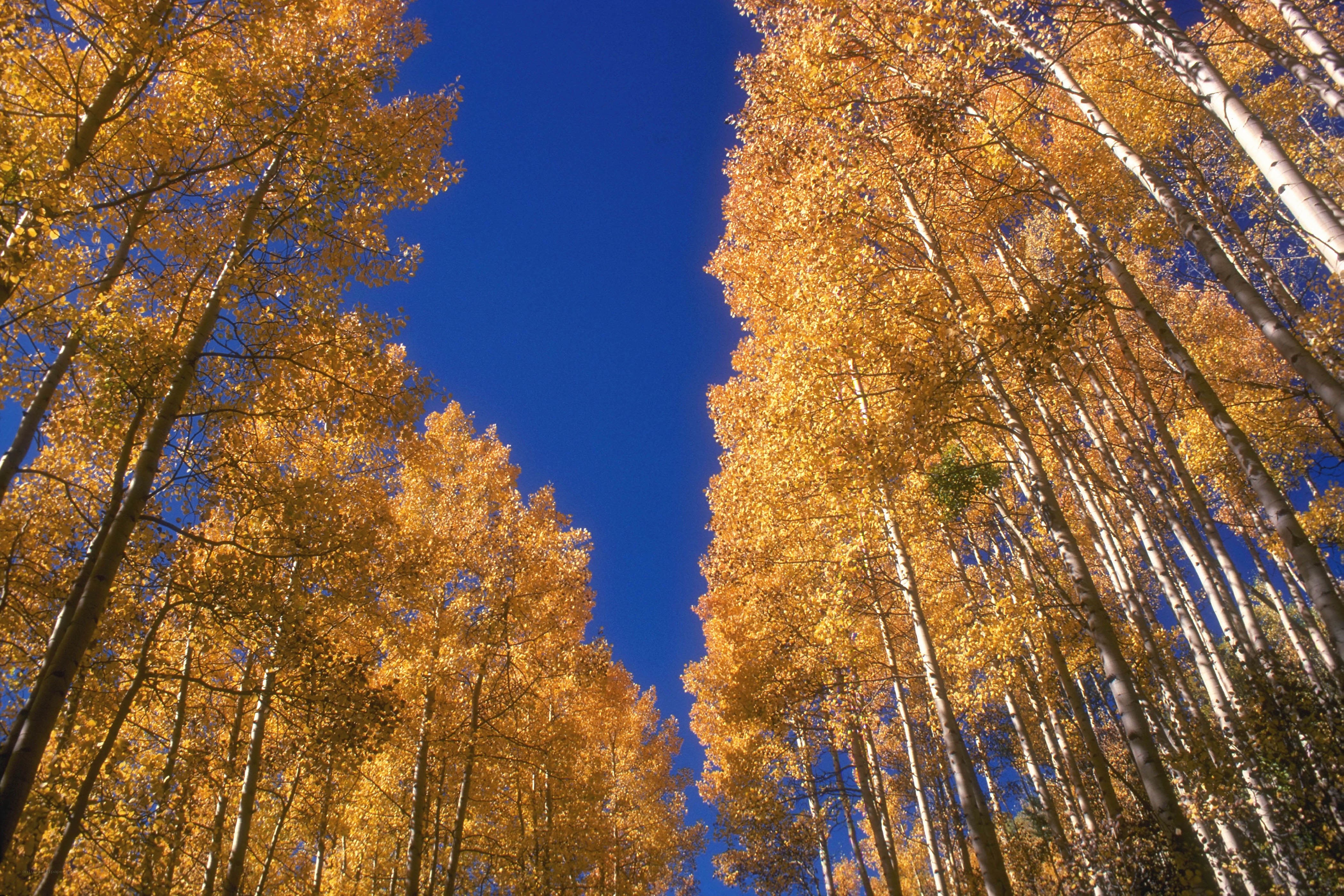 Autumn aspen forest