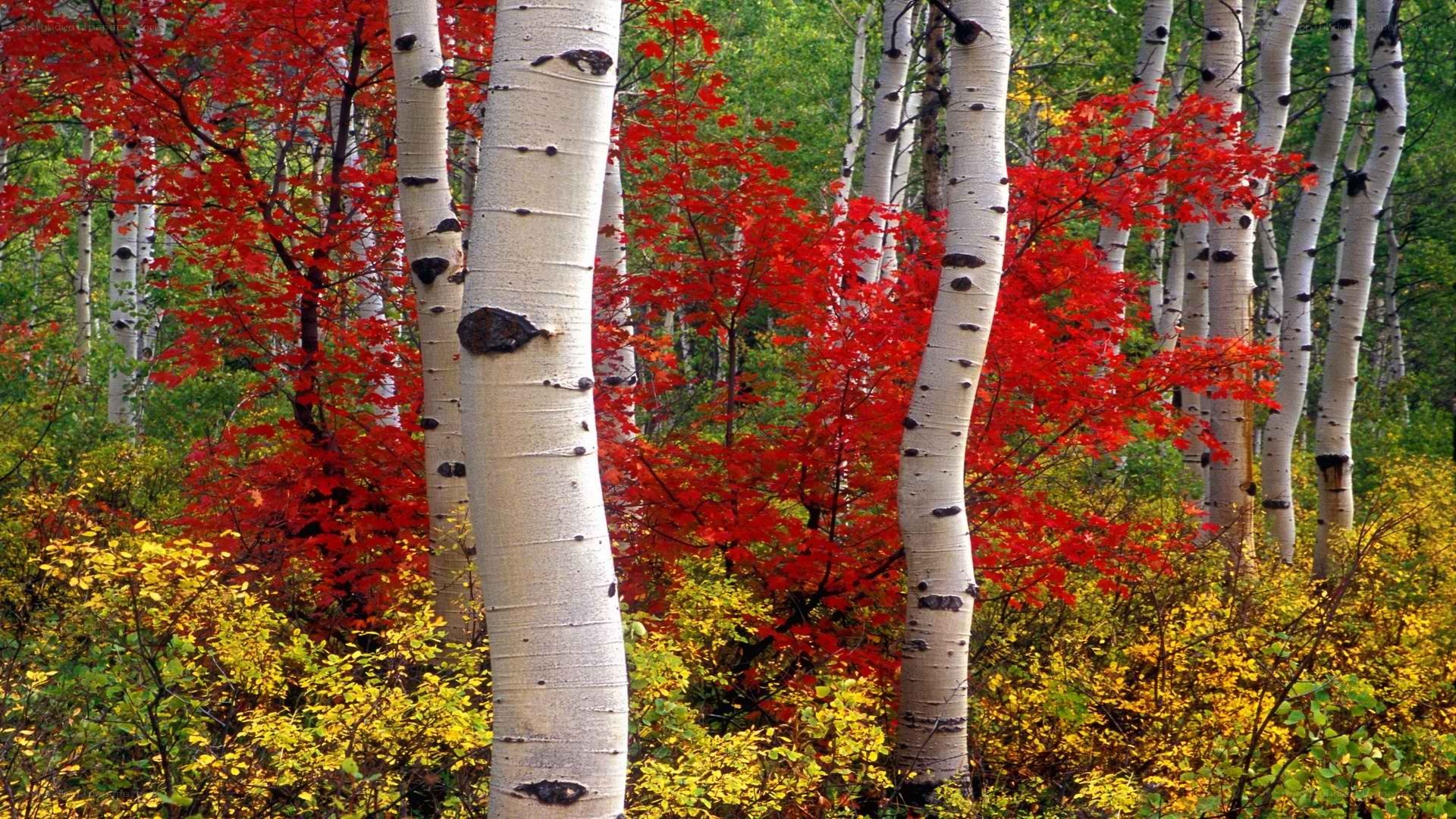 Autumn aspen forest