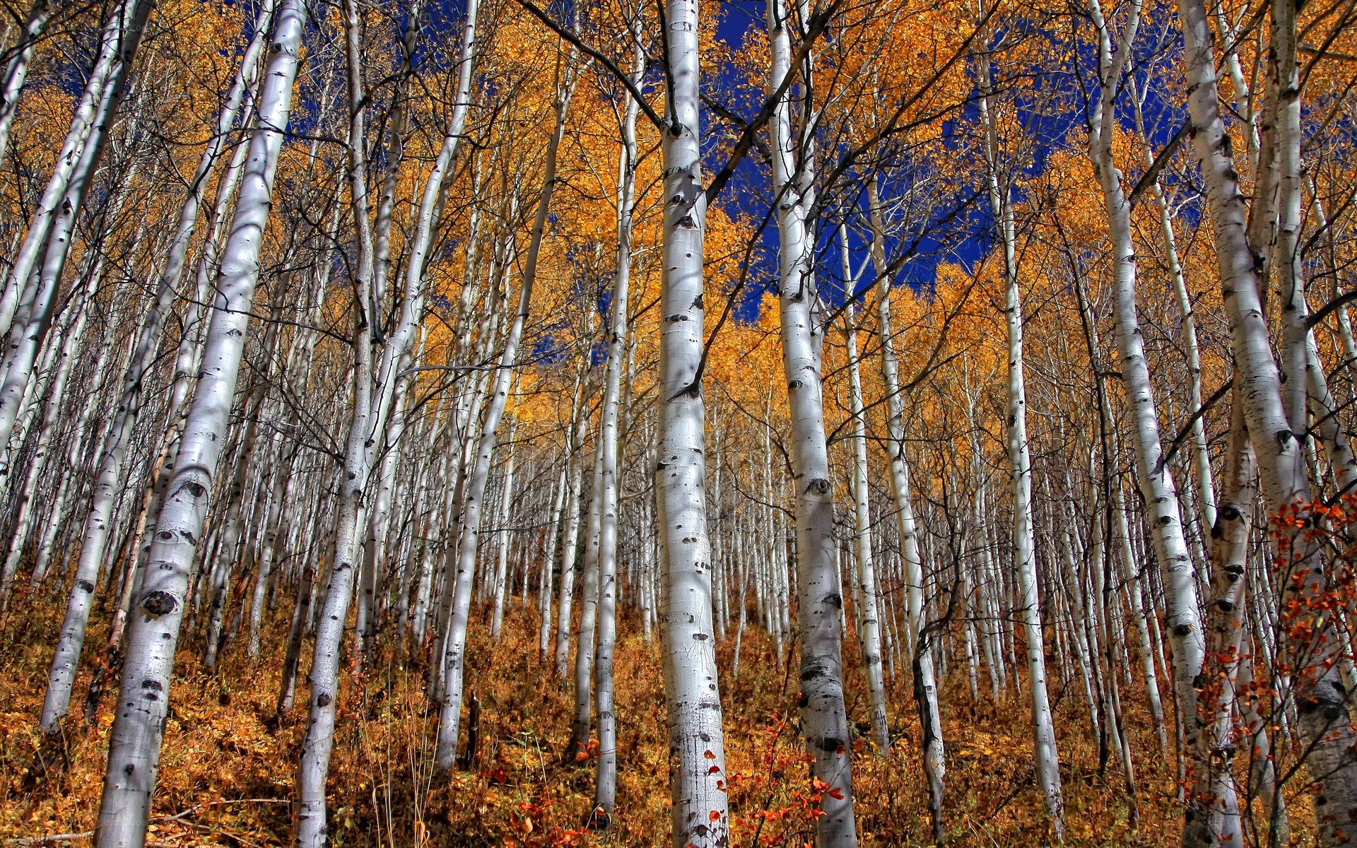 Autumn aspen forest