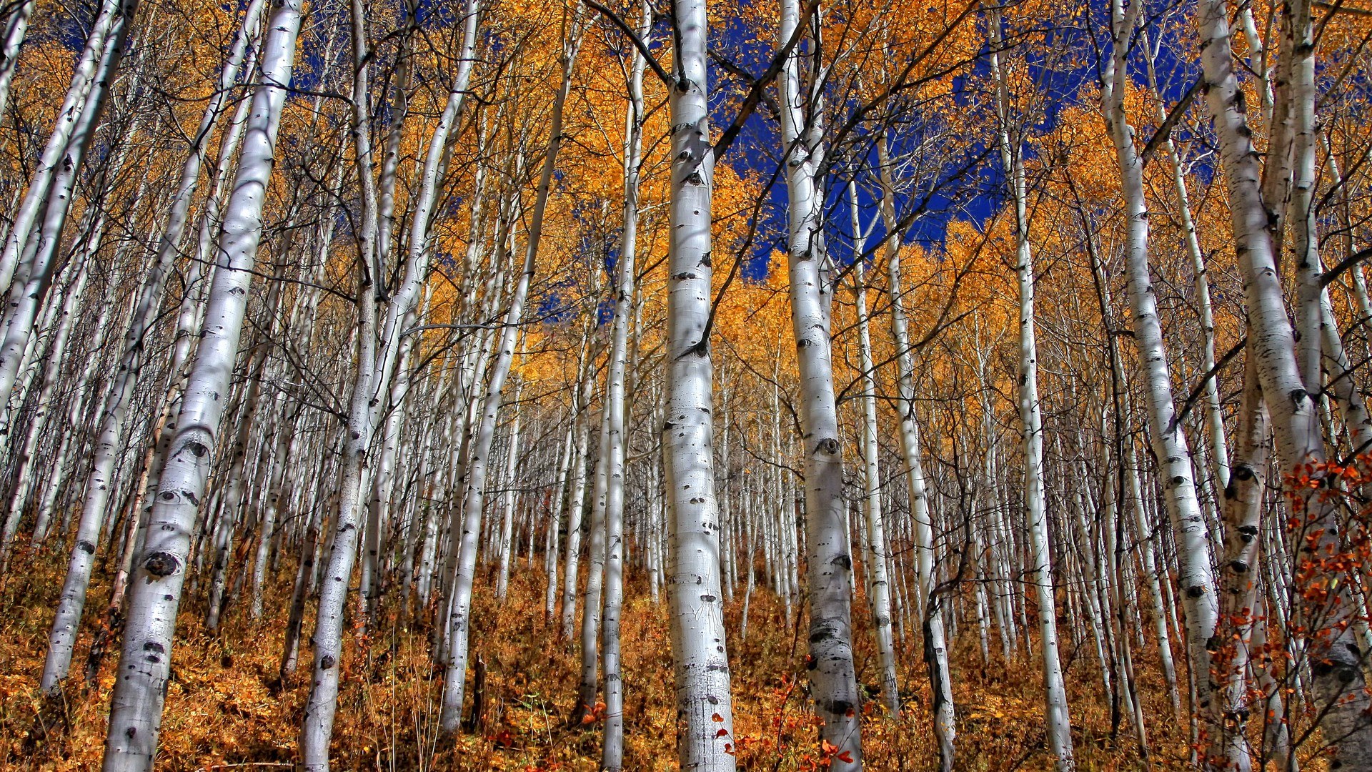 Autumn aspen forest