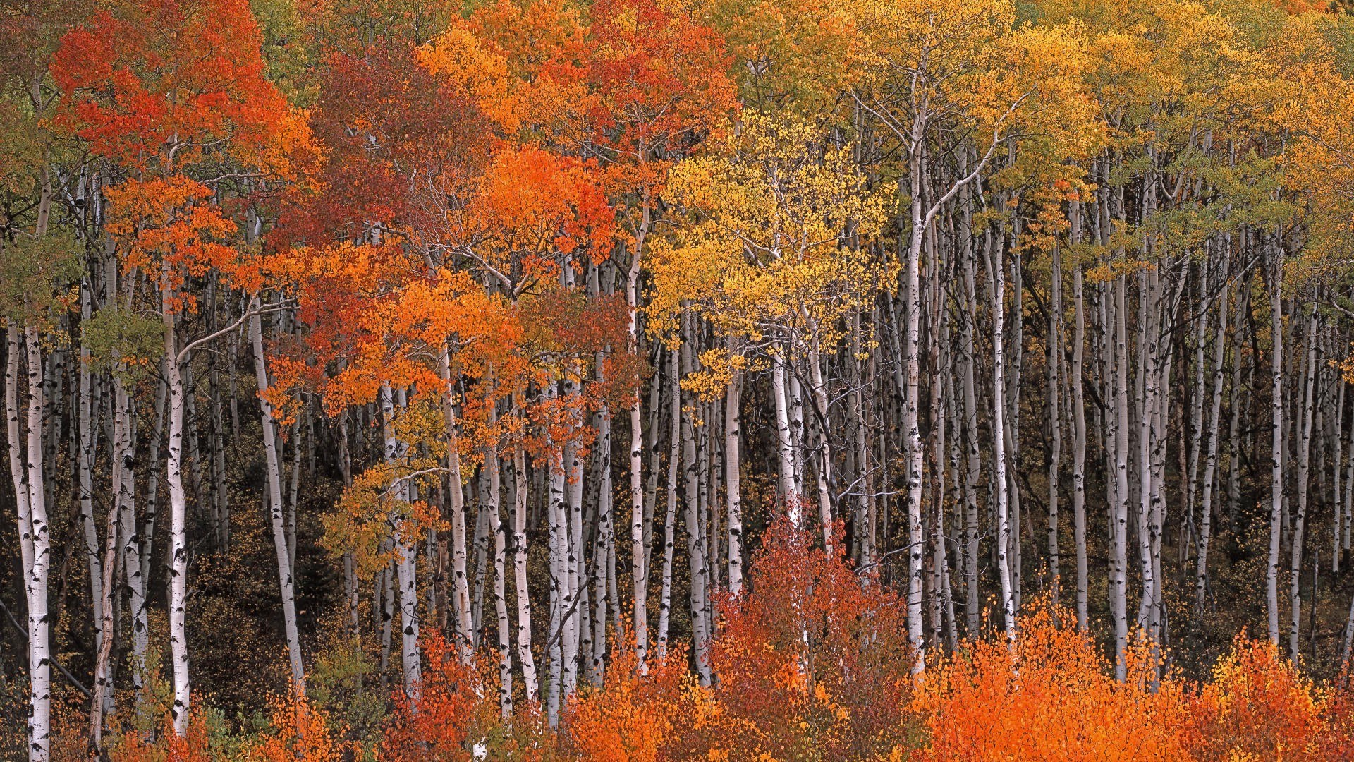 Autumn aspen forest