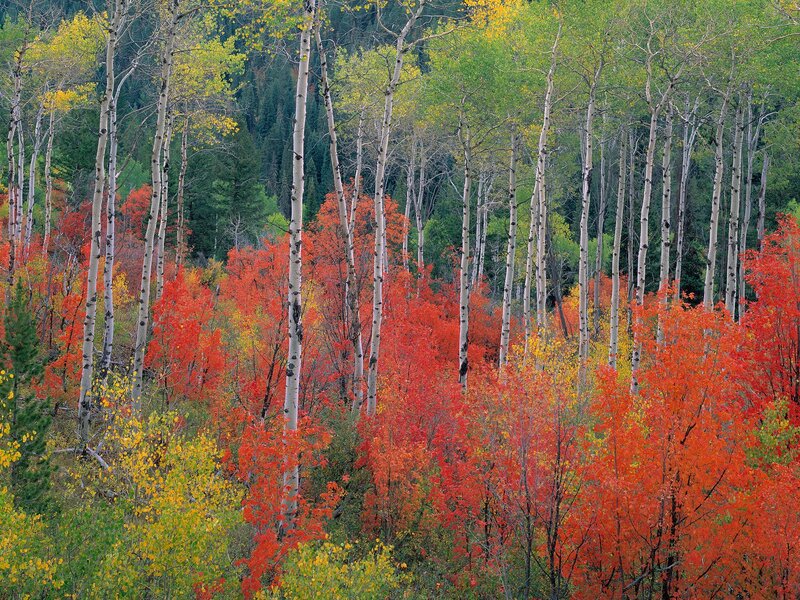 Autumn aspen forest